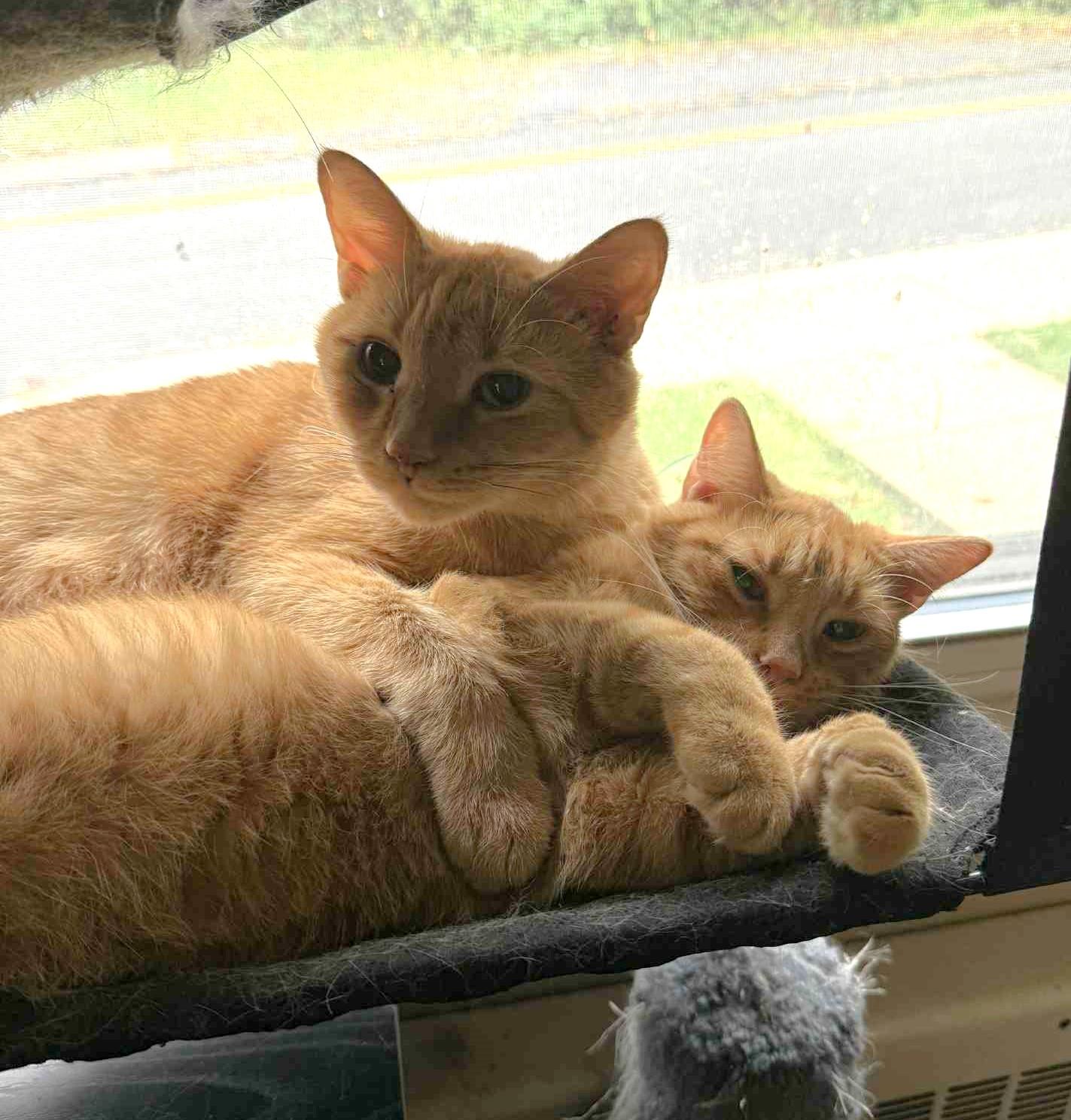 Enlarge Kiwi, a Adoptable mixed breed in Greensburg, PA image 2/6