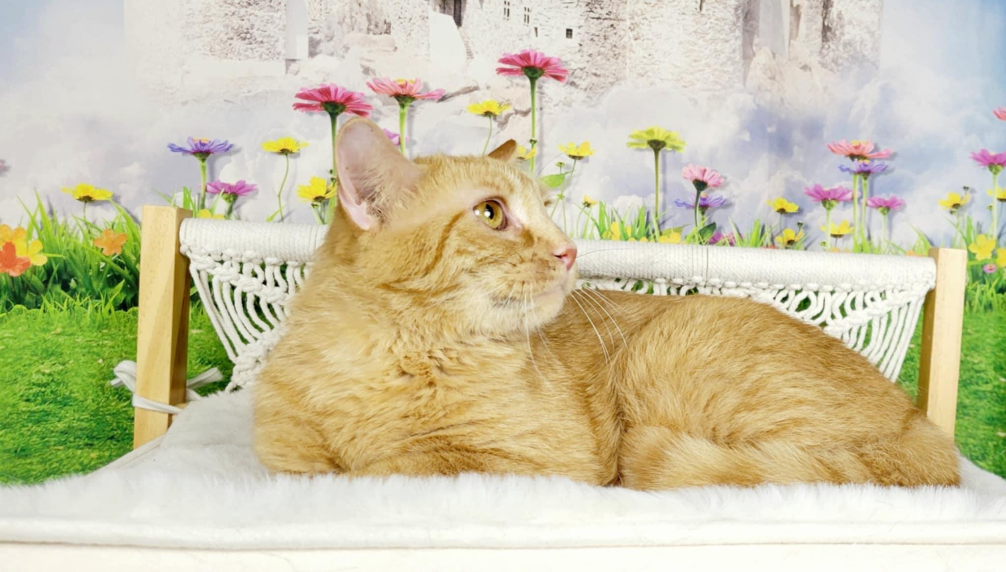 Enlarge Kiwi, a Adoptable mixed breed in Greensburg, PA image 4/6