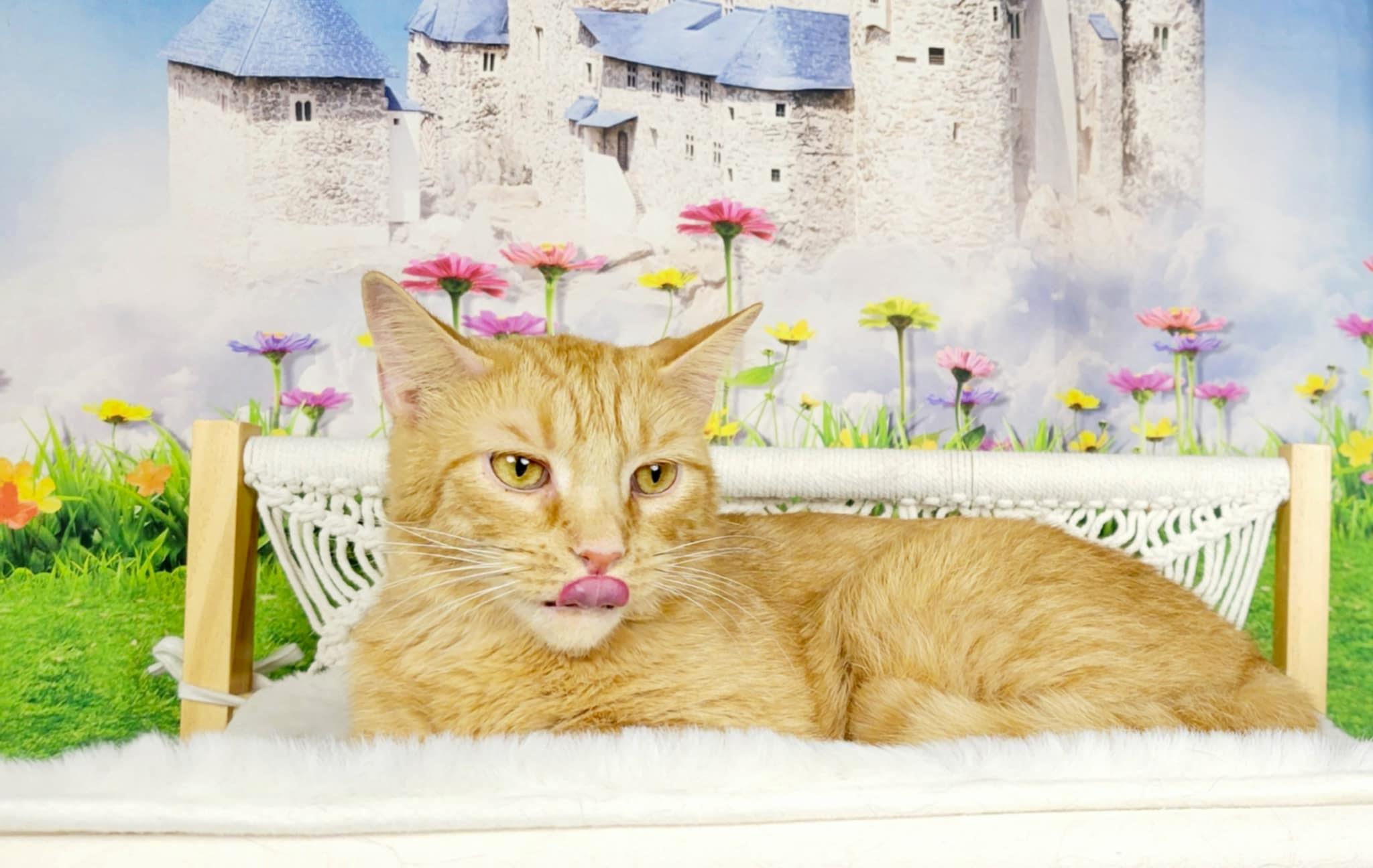 Enlarge Kiwi, a Adoptable mixed breed in Greensburg, PA image 5/6