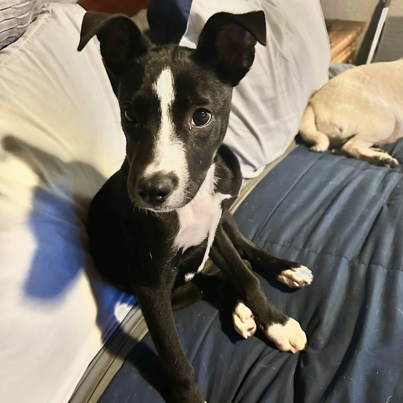 Dog for adoption Dex, an American Staffordshire Terrier in