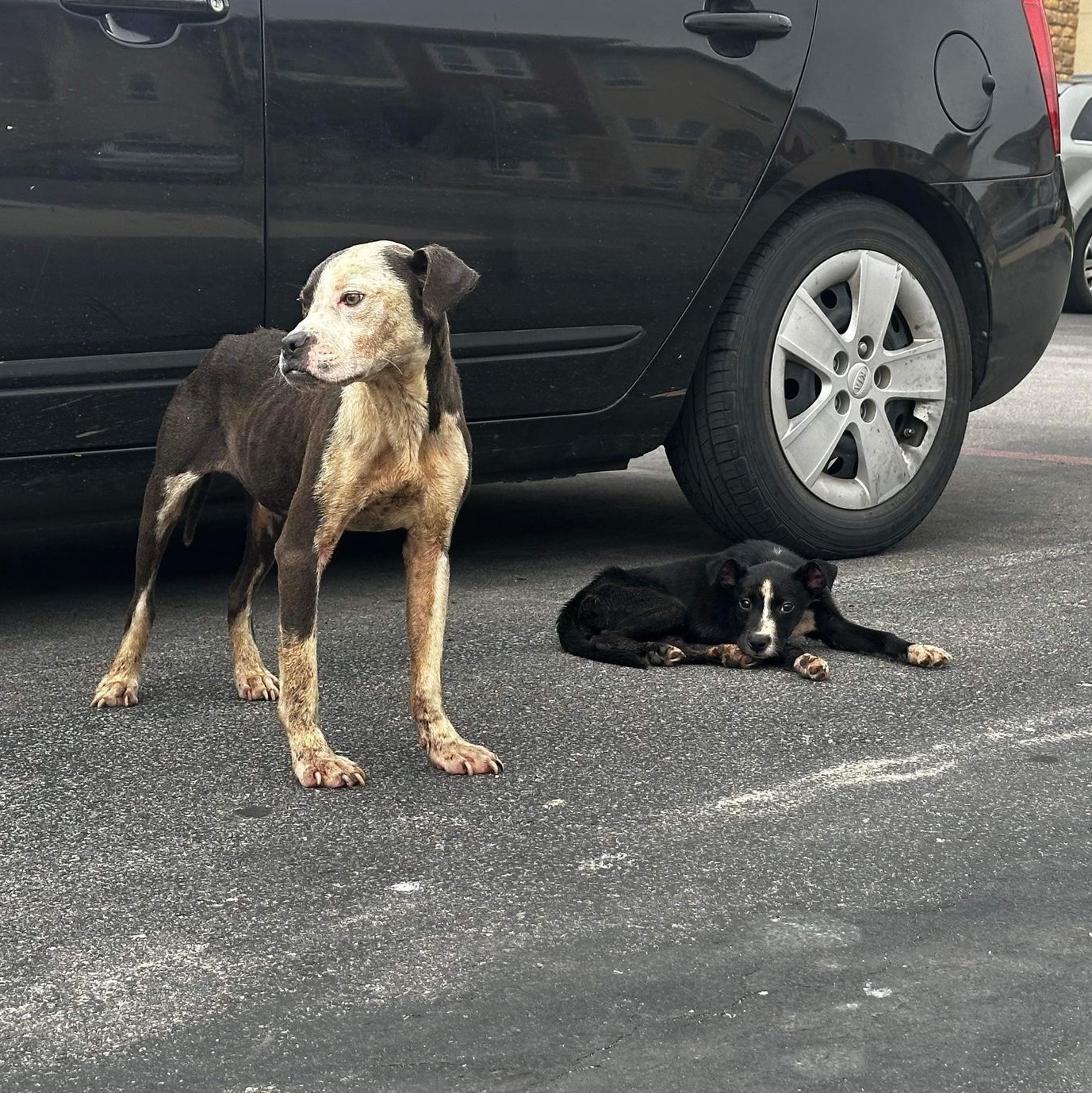 Dog for adoption Dex, an American Staffordshire Terrier in