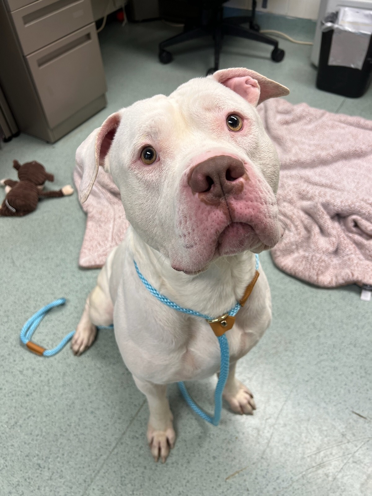 Dito, an adopted American Bulldog in Teterboro, NJ_image-1