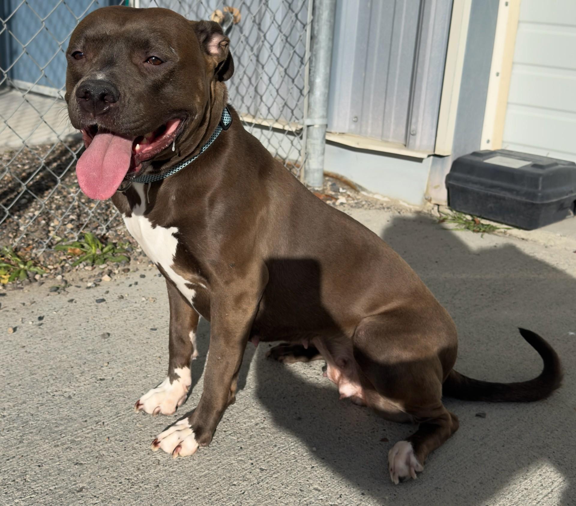 Enlarge Velvette / 59848052, a Adoptable Pit Bull Terrier in Elko, NV image 1/1