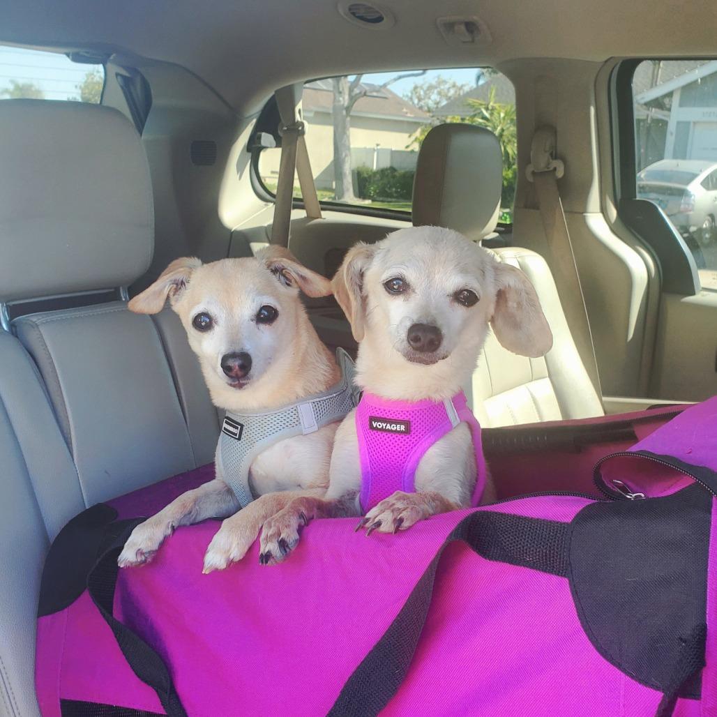 Bippity — thumbnail 2