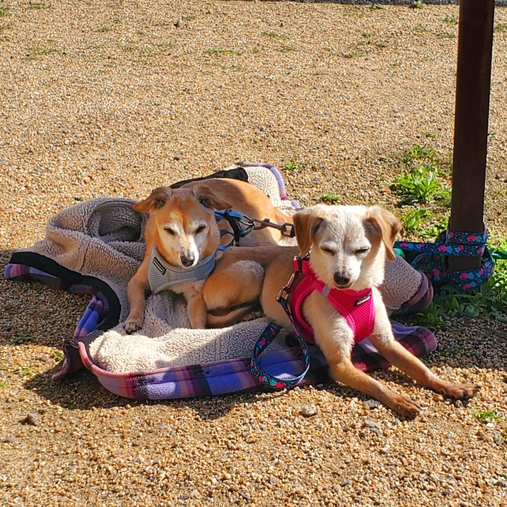 Bippity — thumbnail 4