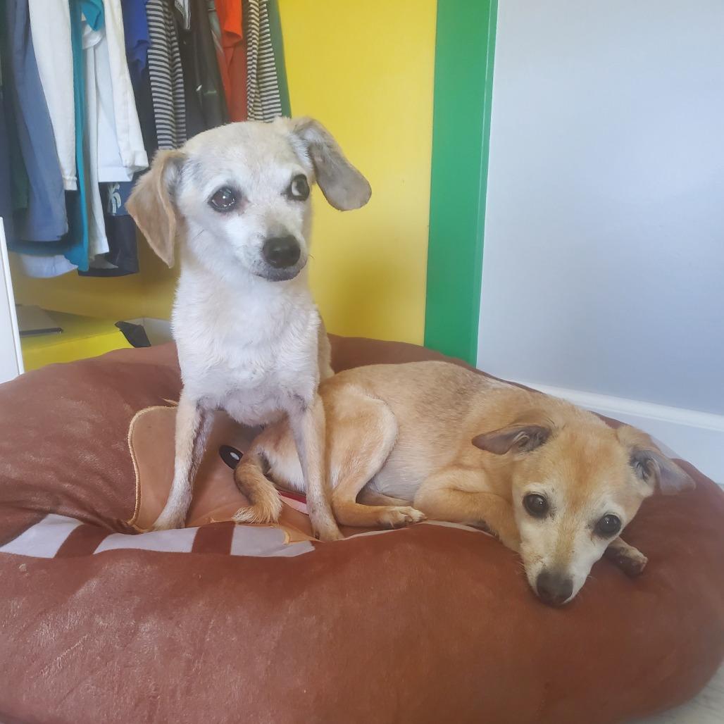 Bippity — thumbnail 6