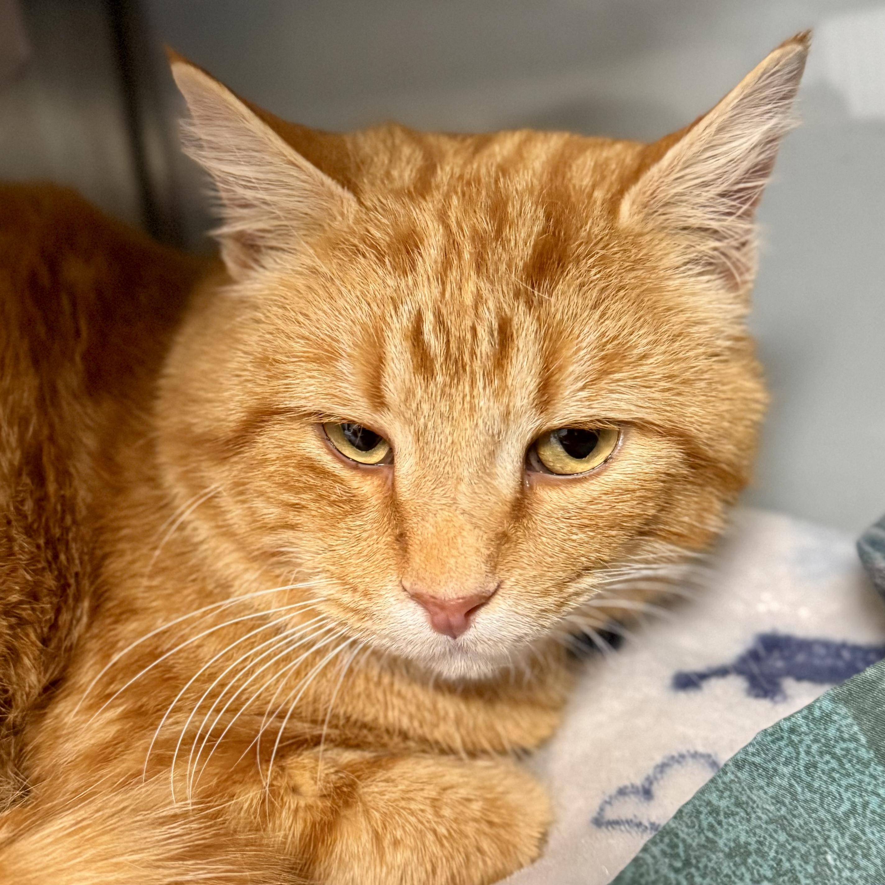 Victor (STRAY), ADOPTABLE, Adult Male Domestic Short Hair.