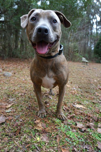 Tora, Adoptable, Puppy Male Labrador Retriever & Mixed Breed.