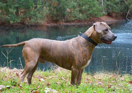 Enlarge Tora, a Adoptable mixed breed in Savannah, GA image 3/3