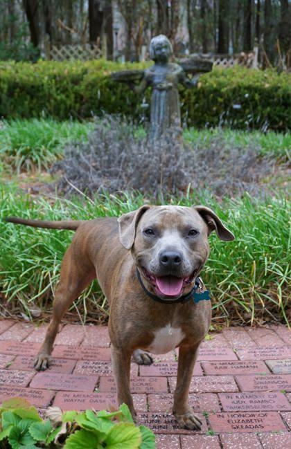 Enlarge Tora, a Adoptable mixed breed in Savannah, GA image 3/3