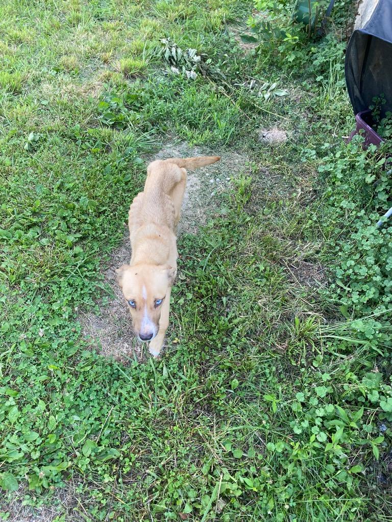 Holly, a Adoptable mixed breed in Springfield, OH image 2/6