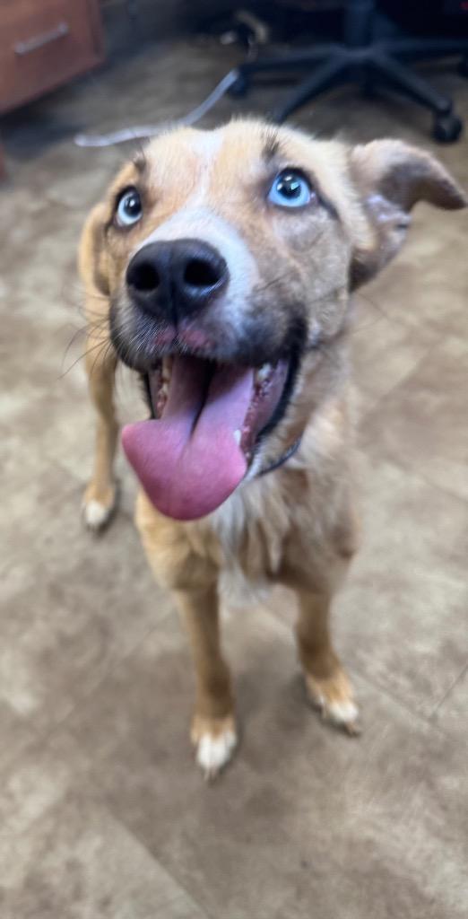 Holly, a Adoptable mixed breed in Springfield, OH image 3/6