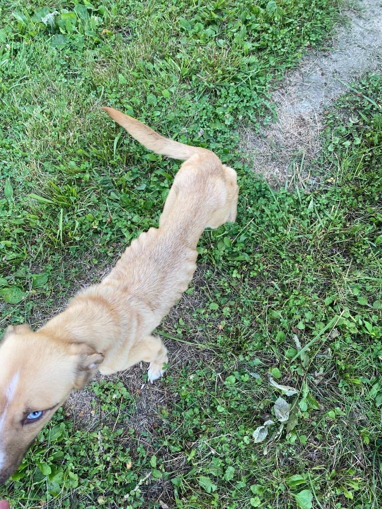 Holly, a Adoptable mixed breed in Springfield, OH image 5/6