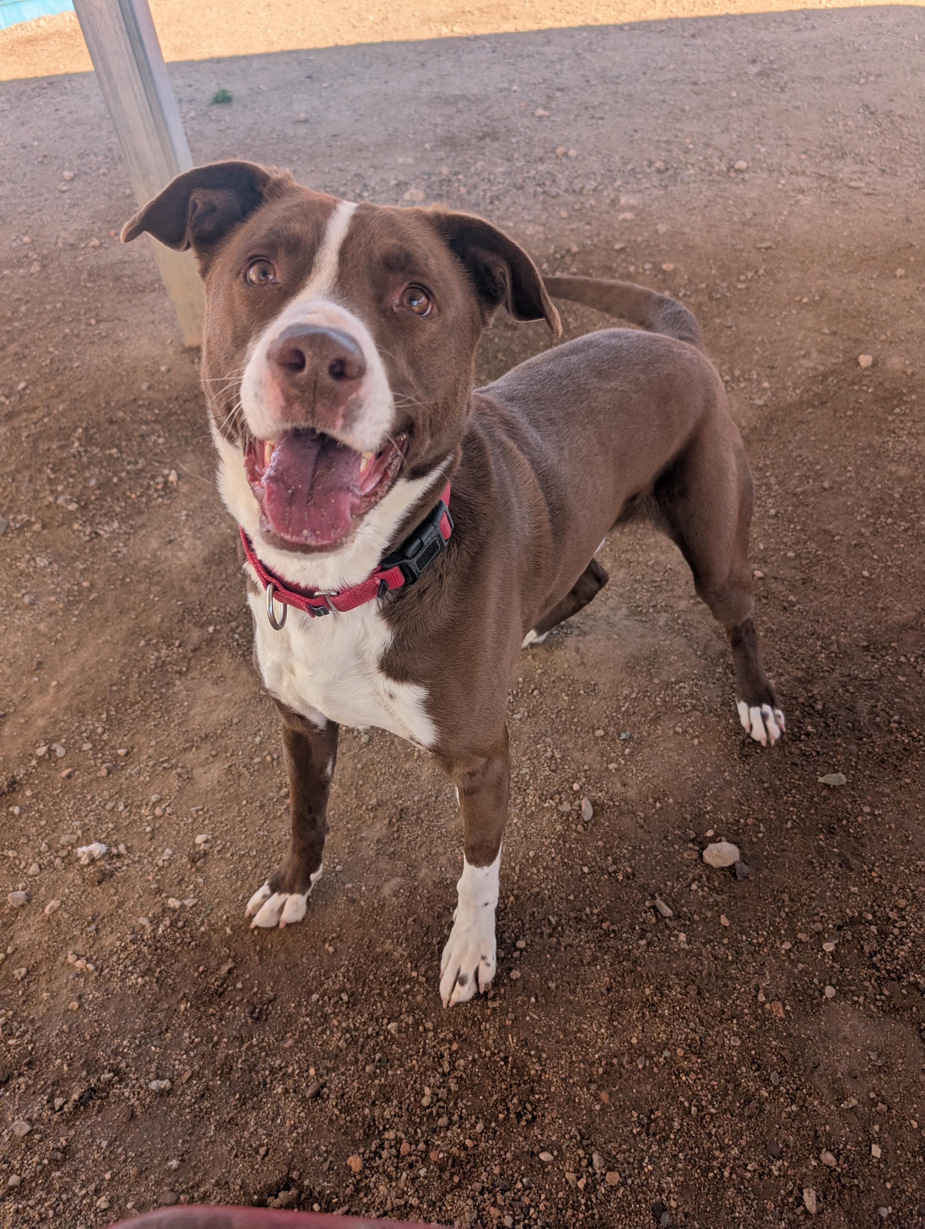 Enlarge Max, a Adoptable mixed breed in Sierra Vista, AZ image 2/4