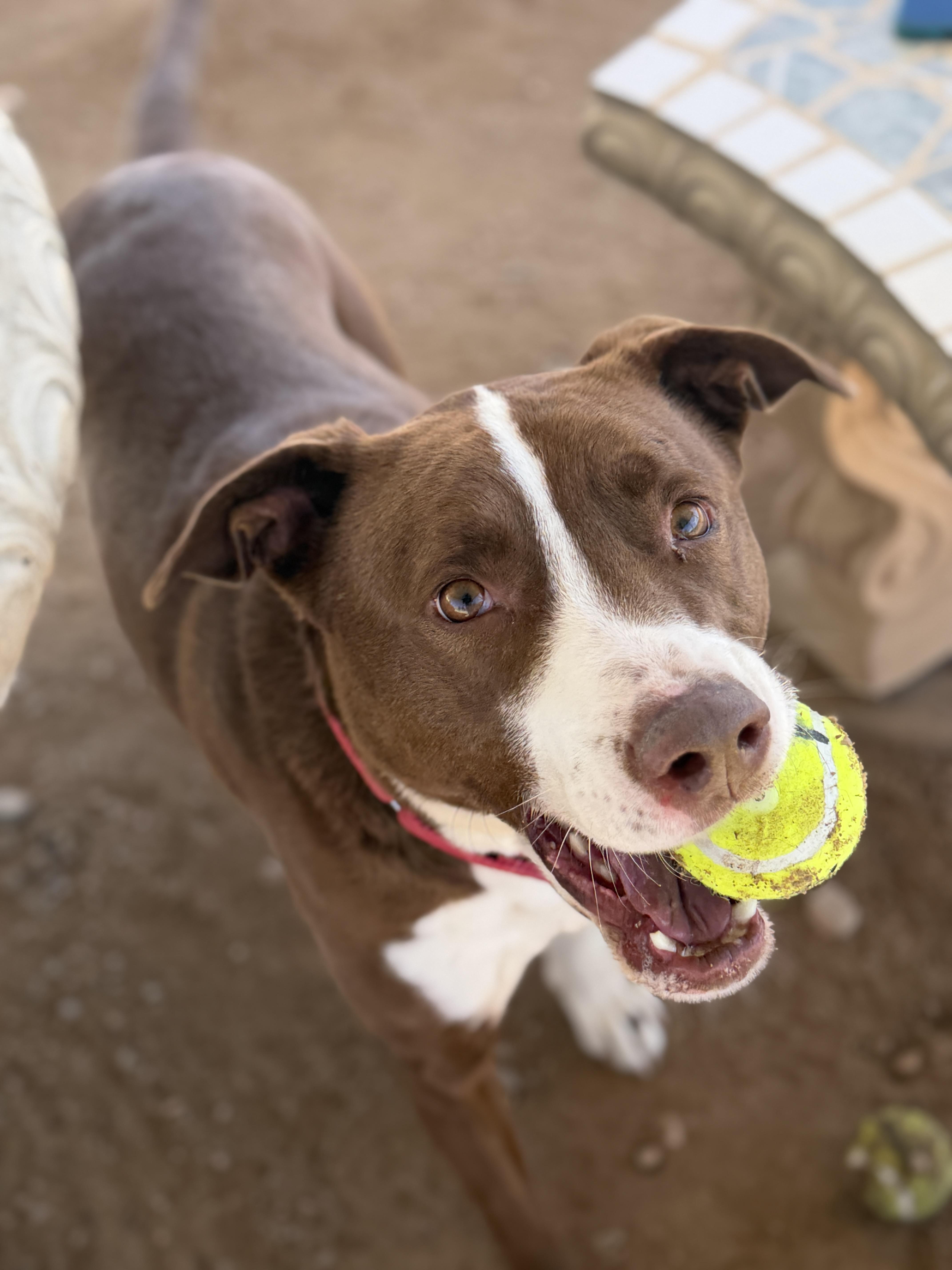 Enlarge Max, a Adoptable mixed breed in Sierra Vista, AZ image 4/4