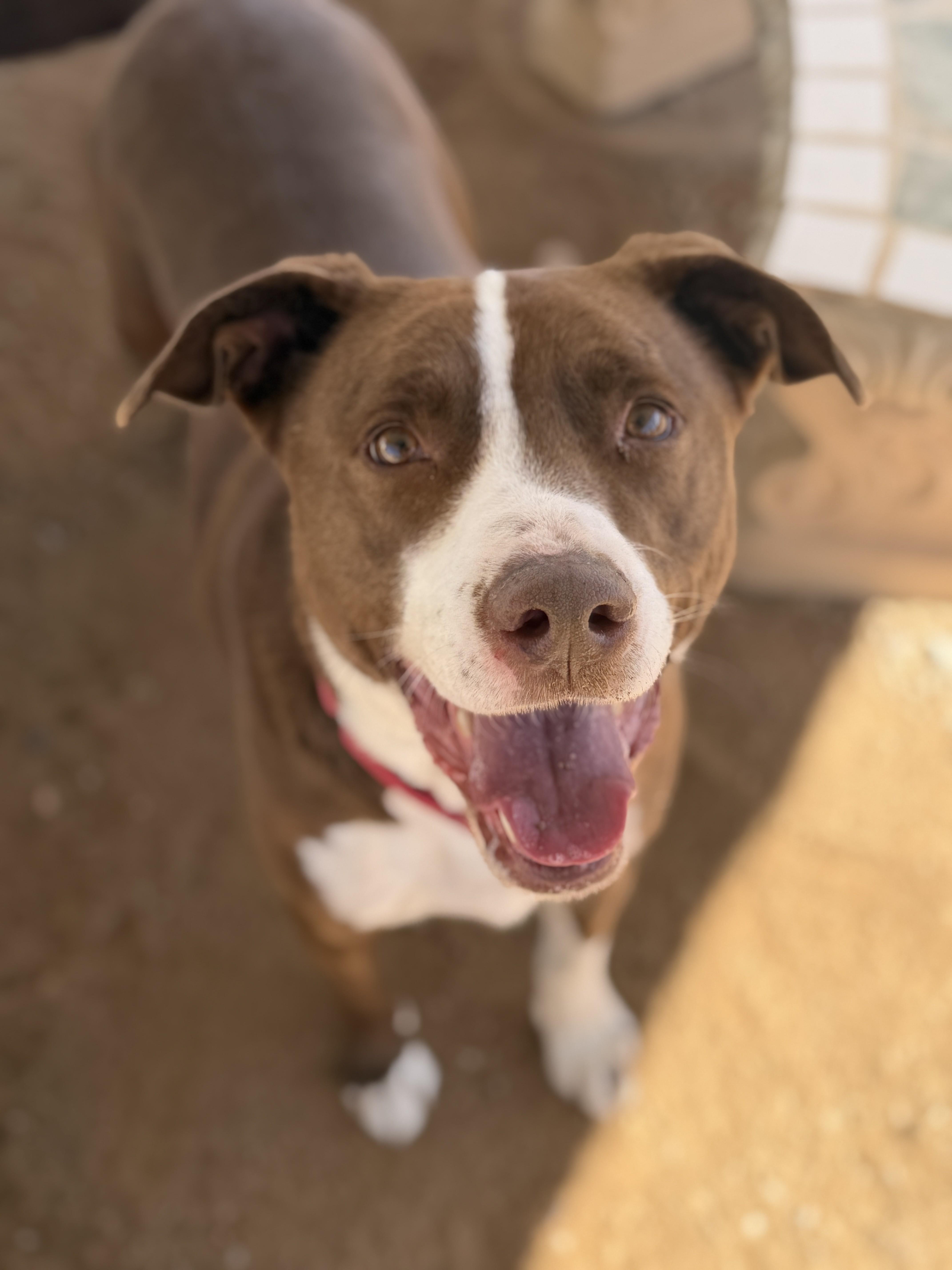 Enlarge Max, a Adoptable mixed breed in Sierra Vista, AZ image 3/4