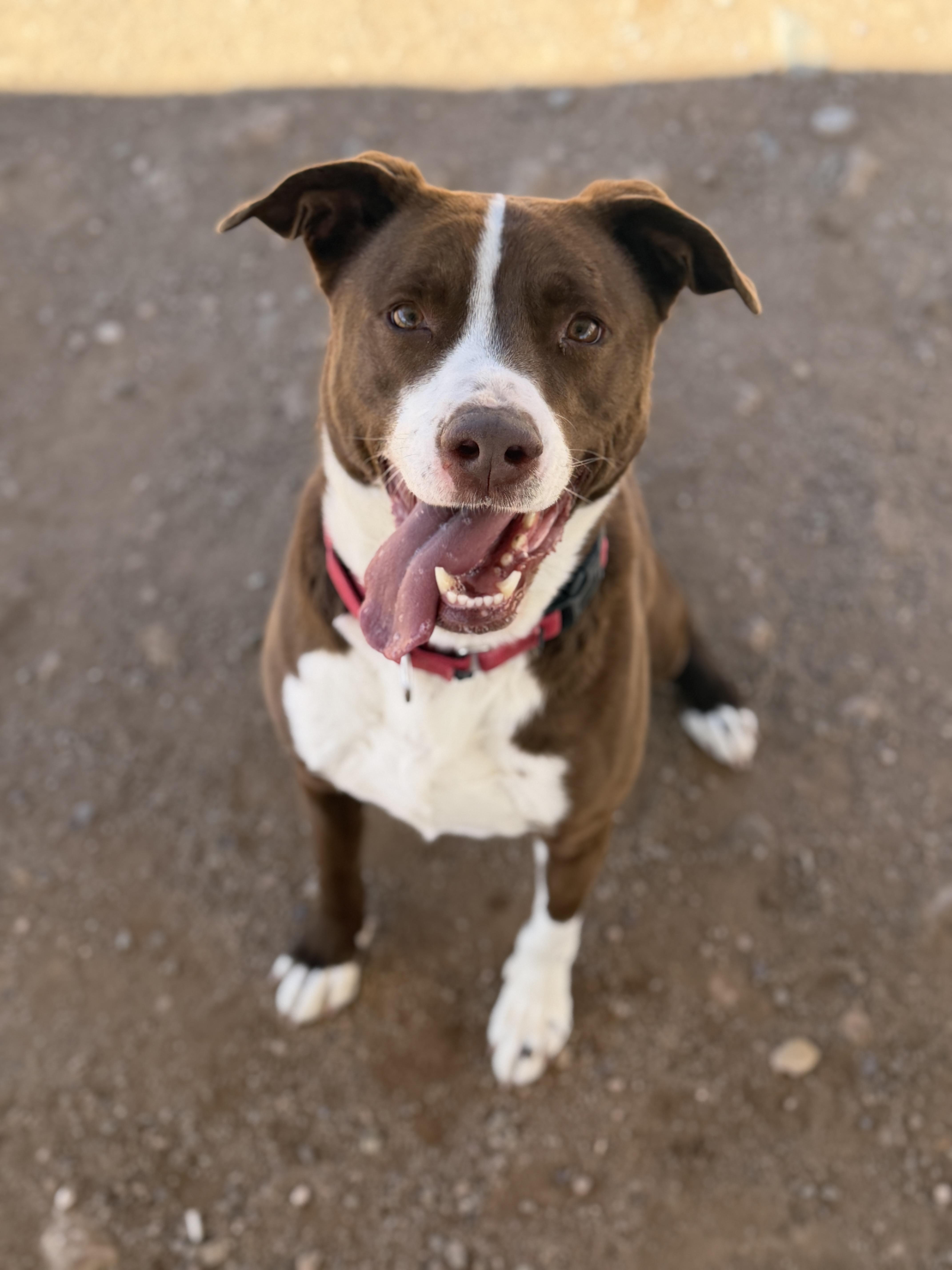 Max, Adoptable, Adult Male Pit Bull Terrier.