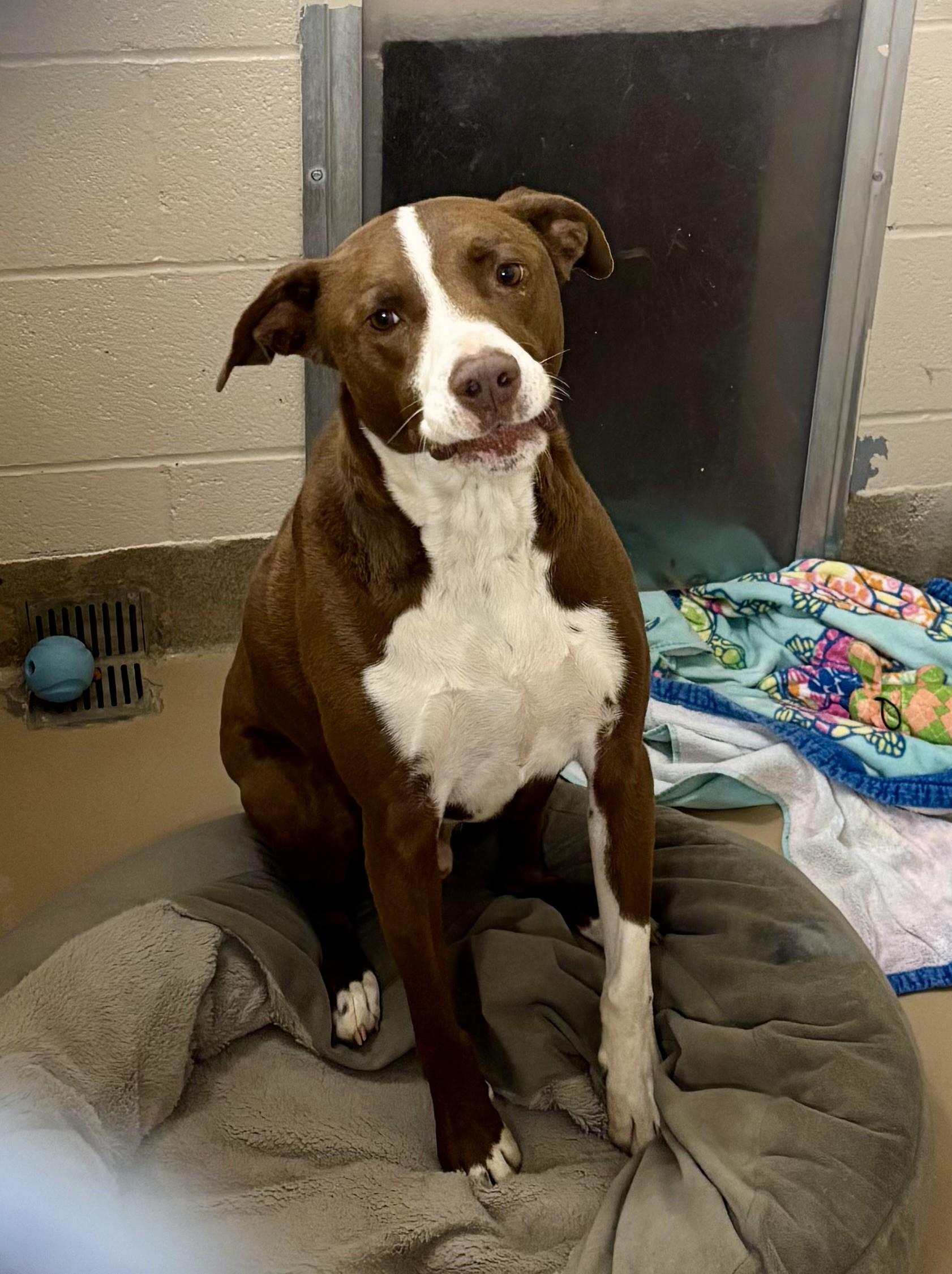 Max, Adoptable, Adult Male Pit Bull Terrier.