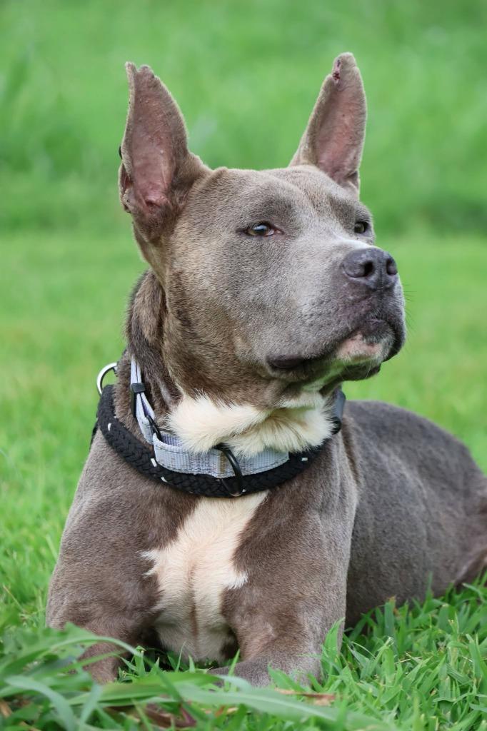 Dante, a Adoptable mixed breed in Columbia, TN image 1/5