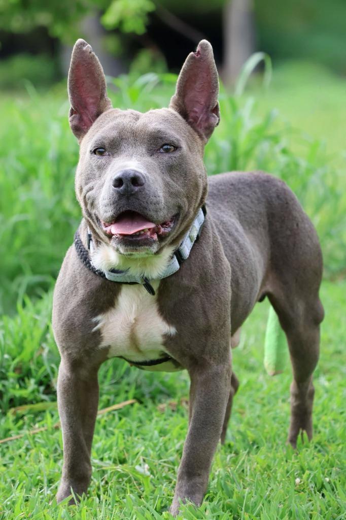 Dante, a Adoptable mixed breed in Columbia, TN image 2/5