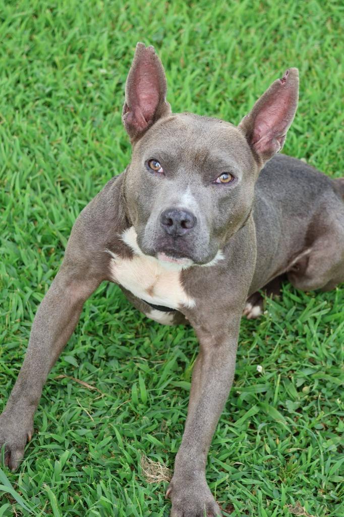 Dante, a Adoptable mixed breed in Columbia, TN image 3/5