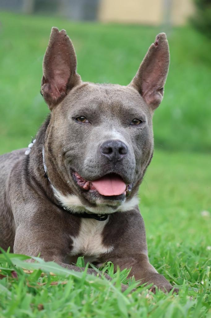 Dante, a Adoptable mixed breed in Columbia, TN image 4/5