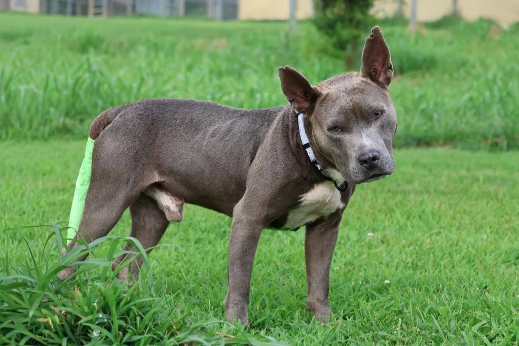 Dante, a Adoptable mixed breed in Columbia, TN image 5/5