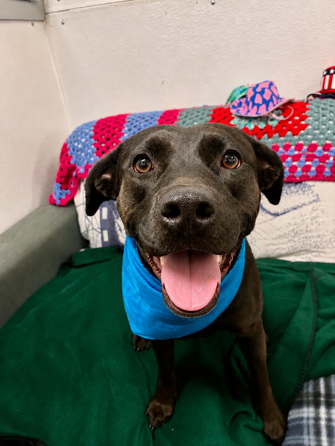 Callie, ADOPTABLE, Young Female Black Labrador Retriever.