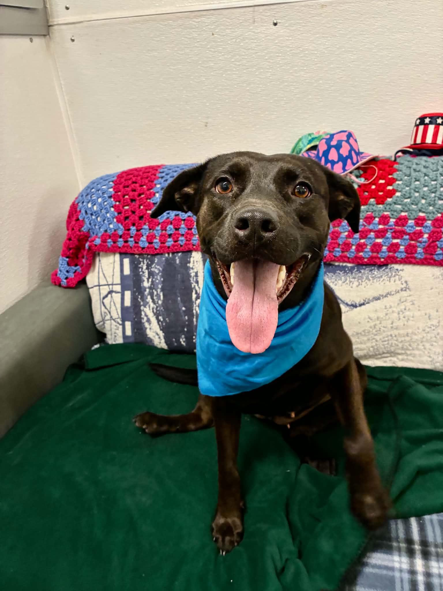 Coalie, ADOPTABLE, Young Female Black Labrador Retriever.