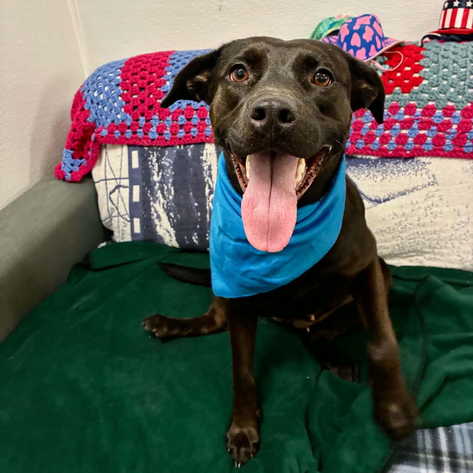 Enlarge Coalie, a ADOPTABLE mixed breed in Barkhamsted, CT image 2/4