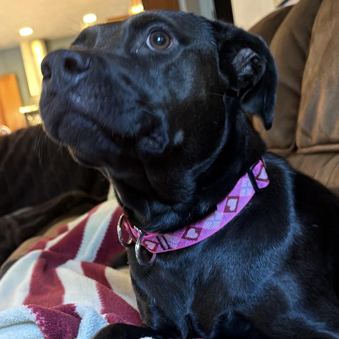 Enlarge Coalie, a ADOPTABLE mixed breed in Barkhamsted, CT image 4/4