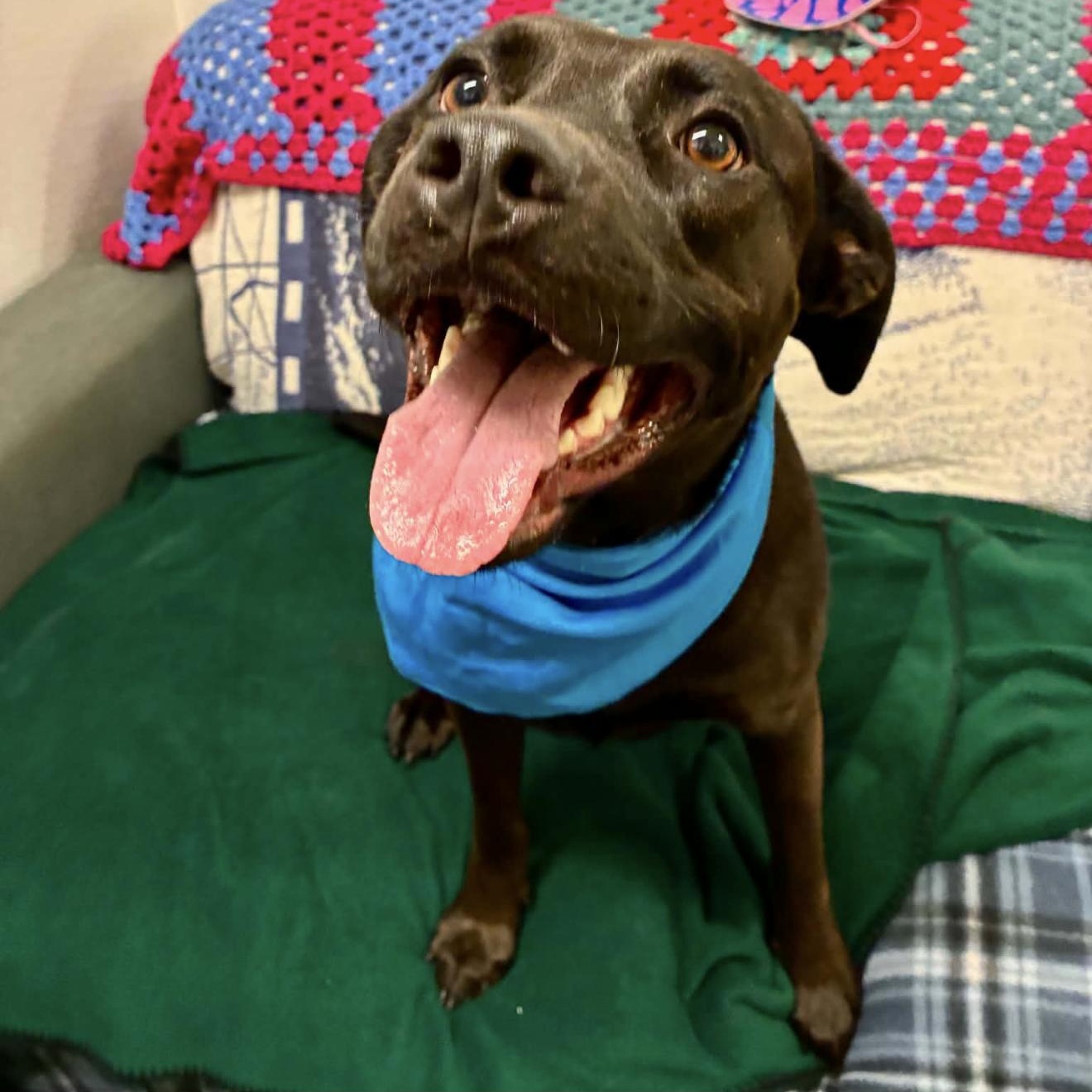 Enlarge Coalie, a ADOPTABLE mixed breed in Barkhamsted, CT image 3/4