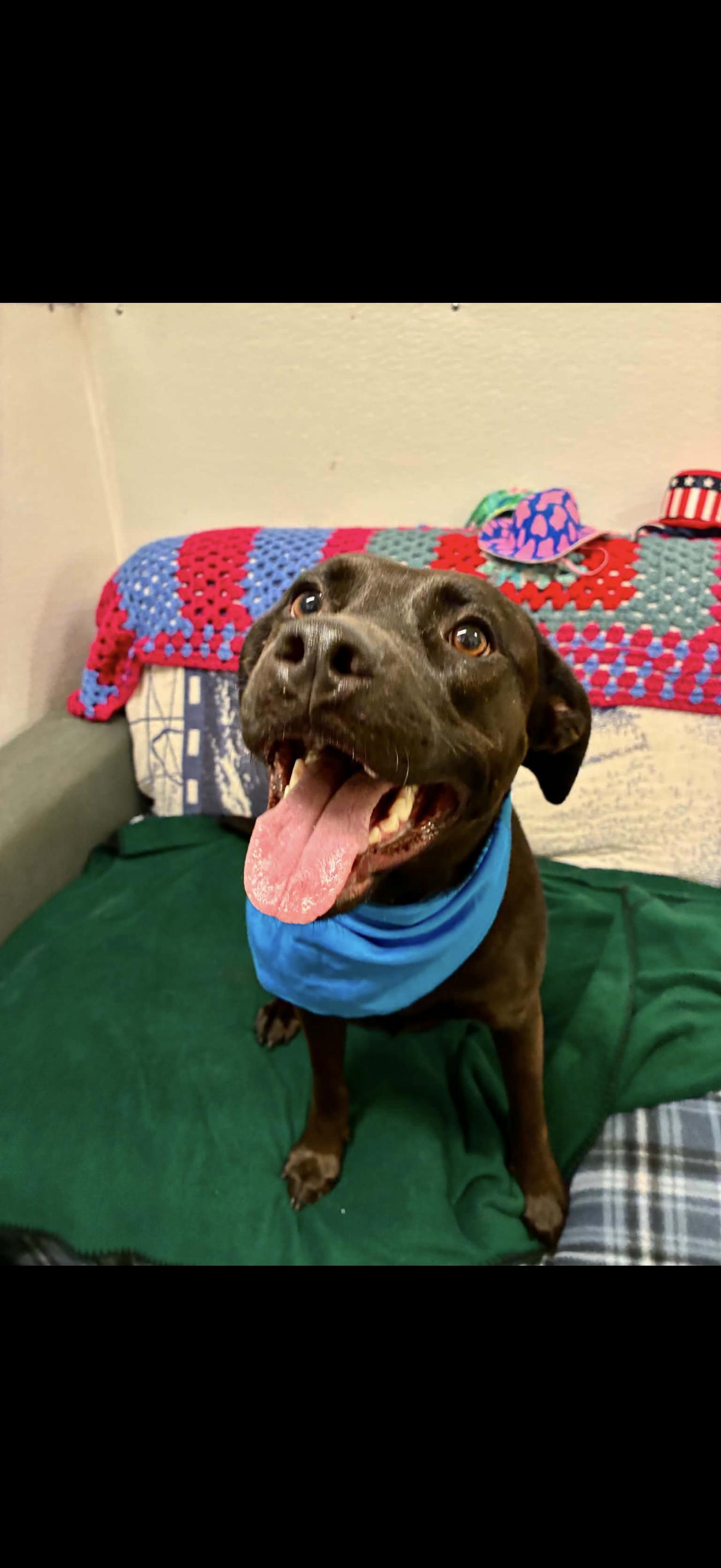 Enlarge Coalie, a ADOPTABLE mixed breed in Barkhamsted, CT image 2/2