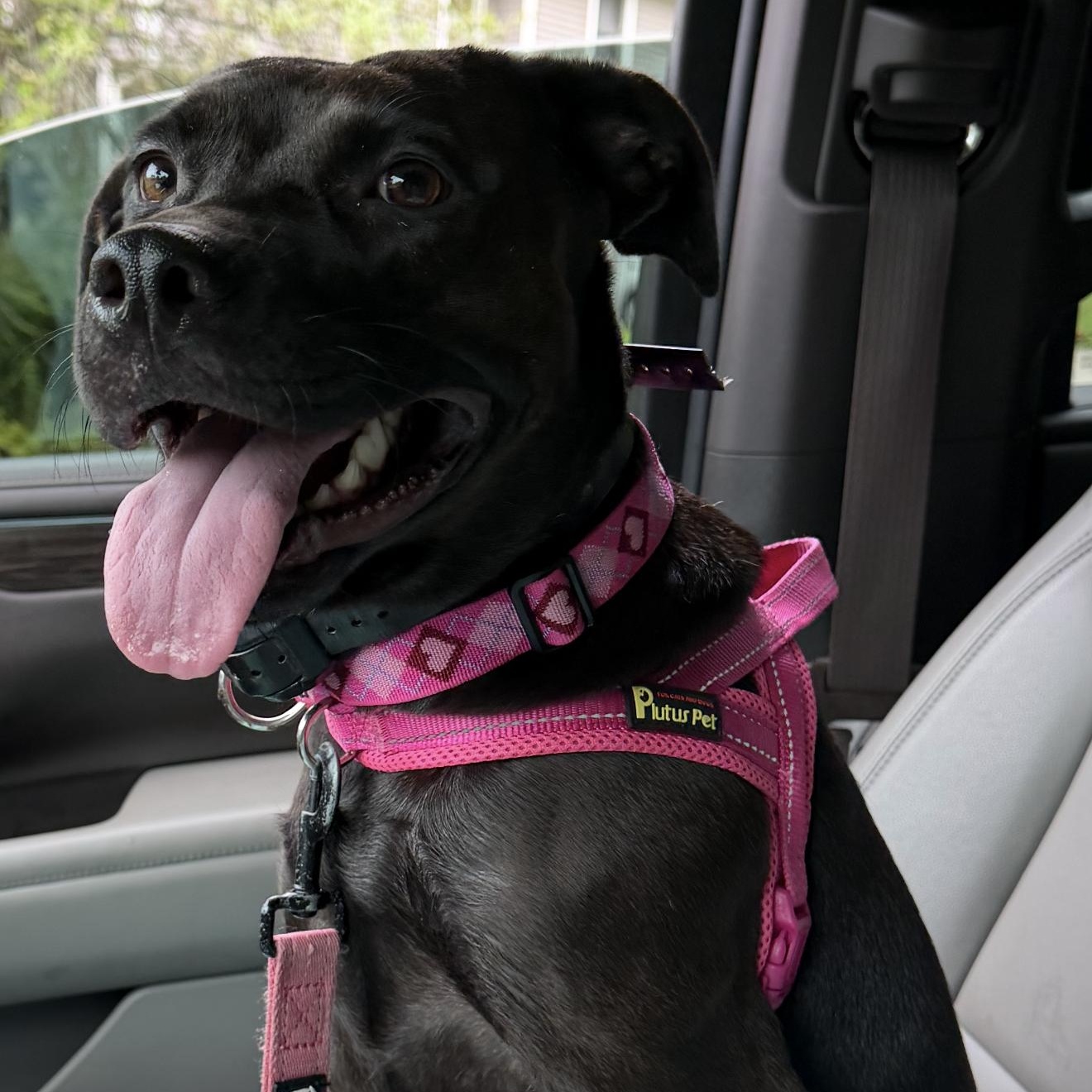 Coalie, ADOPTABLE, Young Female Black Labrador Retriever & Mixed Breed.
