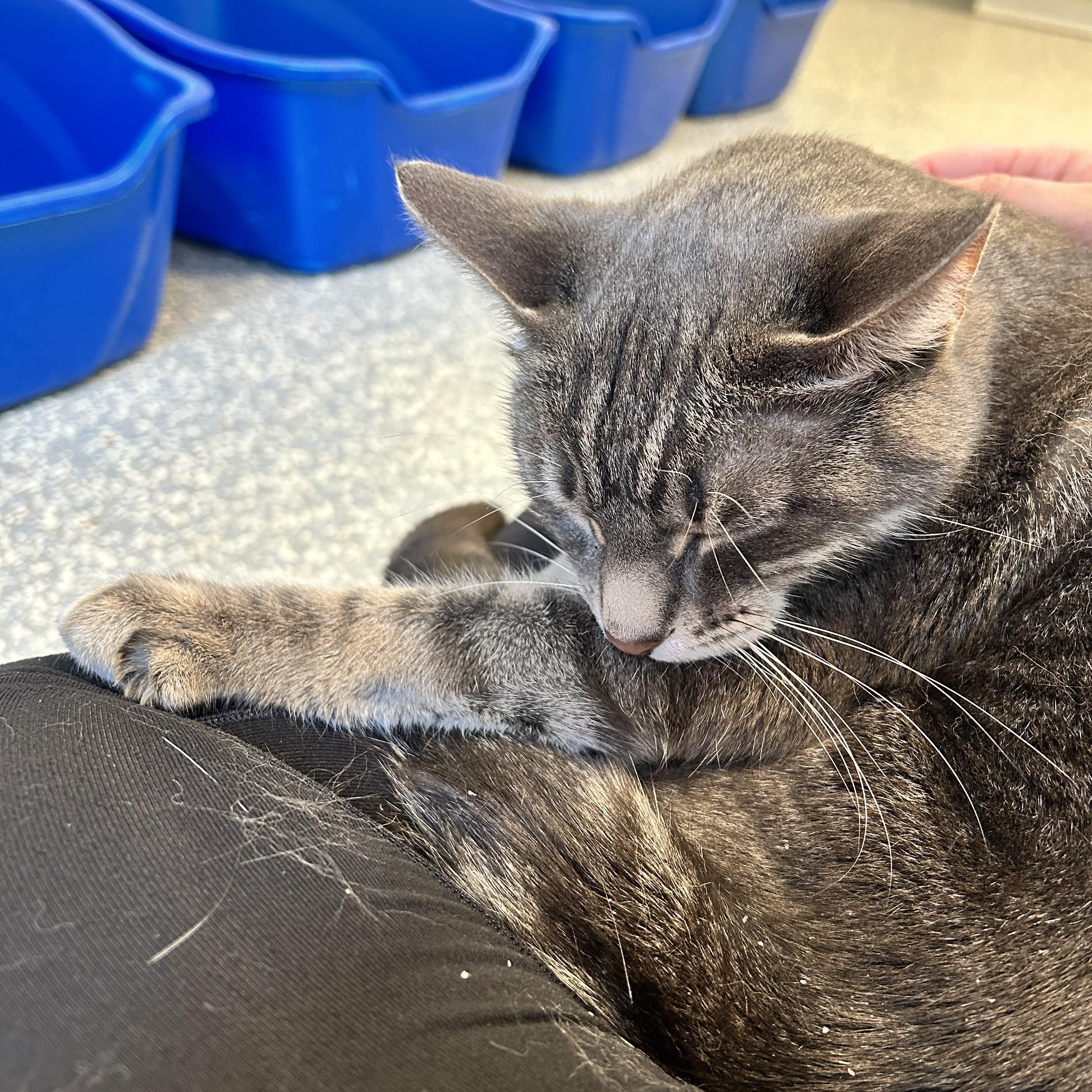 Enlarge Dots, a Adoptable Domestic Short Hair in North Haven, CT image 2/6