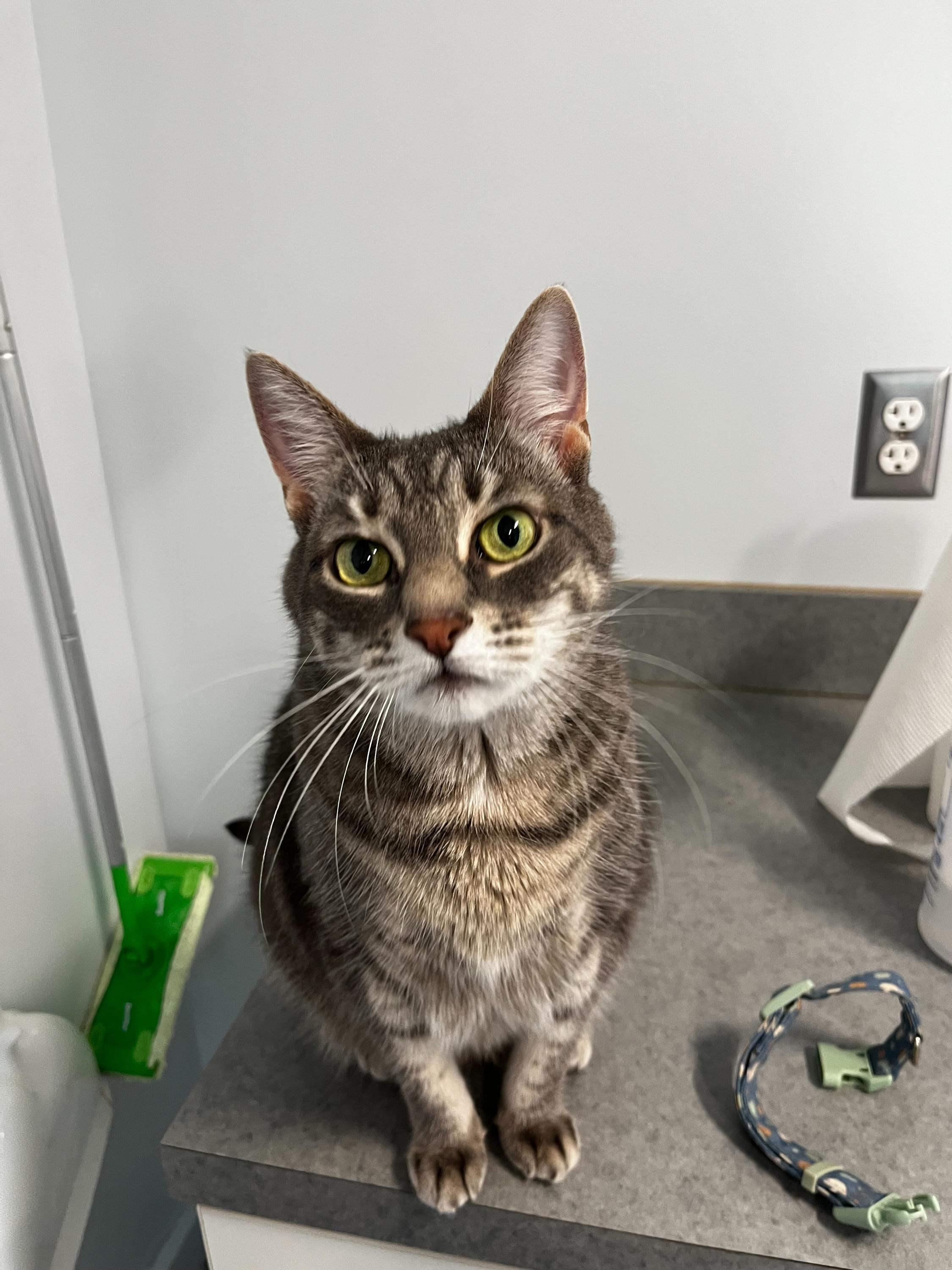 Dots, Adoptable, Adult Female Domestic Short Hair.