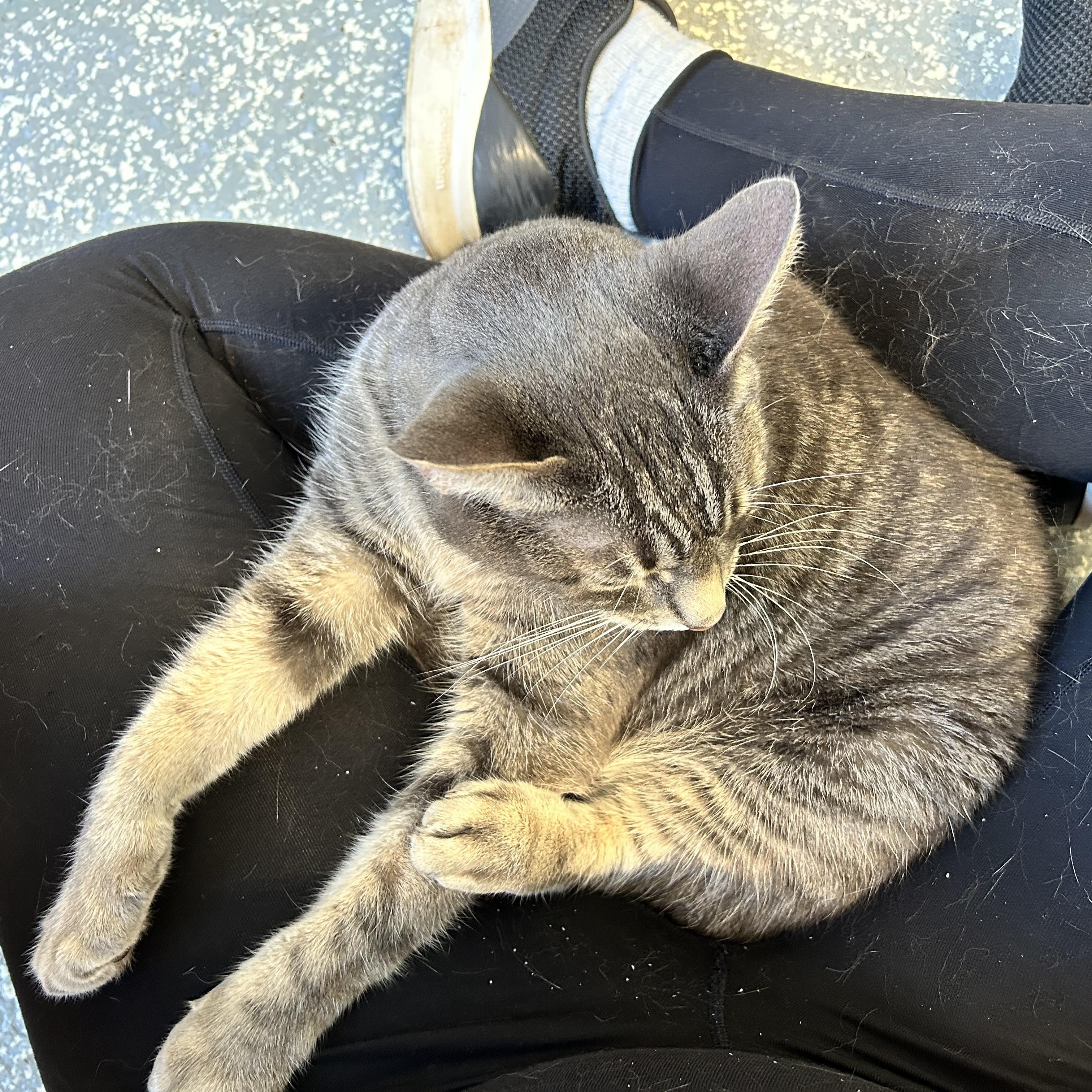 Enlarge Dots, a Adoptable Domestic Short Hair in North Haven, CT image 6/6