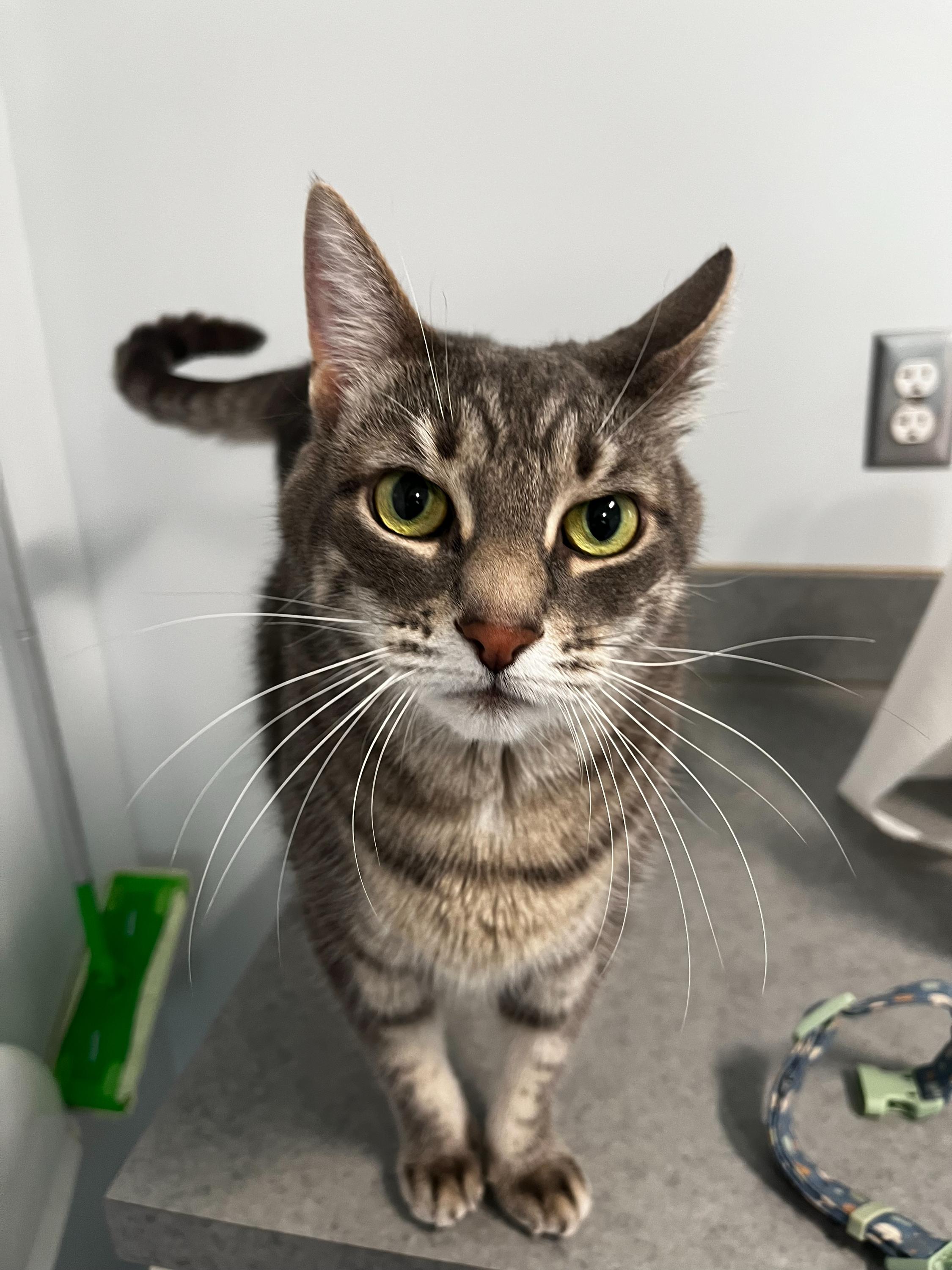 Enlarge Dots, a Adoptable Domestic Short Hair in North Haven, CT image 4/6