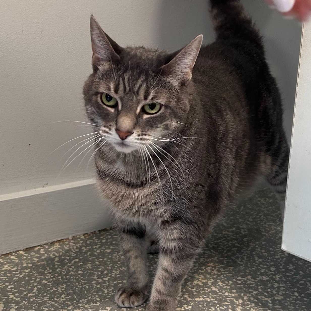 Enlarge Dots, a Adoptable Domestic Short Hair in North Haven, CT image 5/6