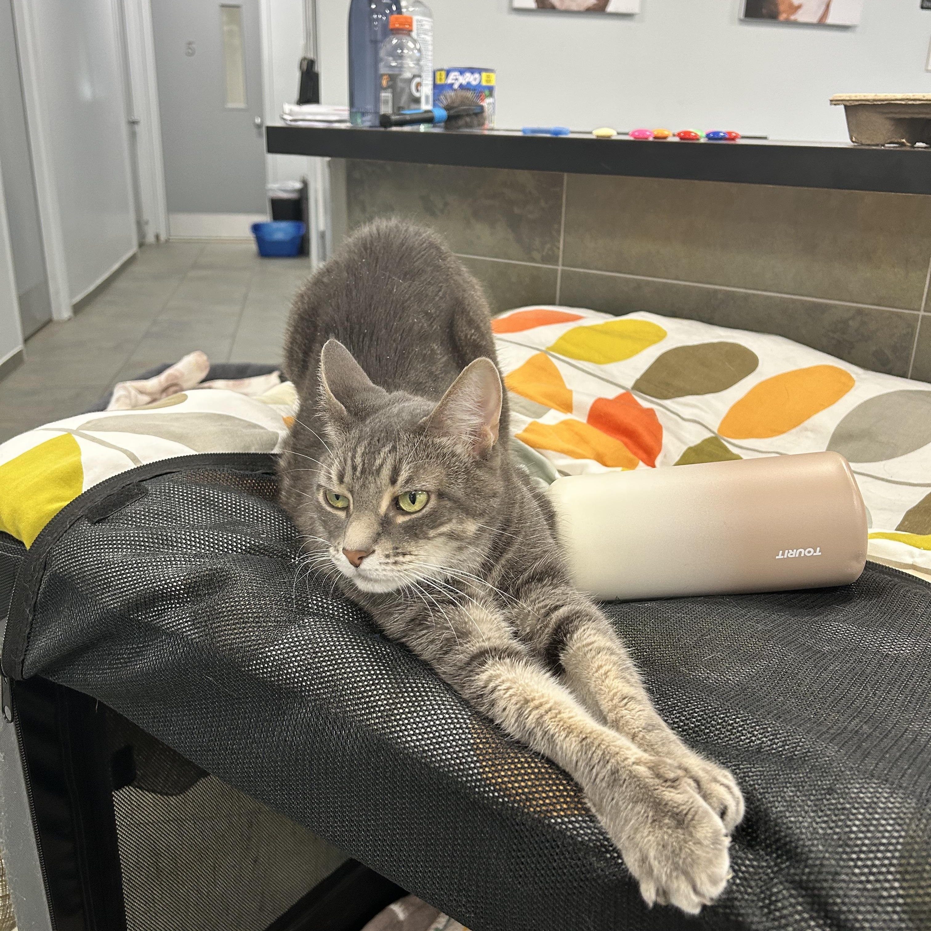 Enlarge Dots, a Adoptable Domestic Short Hair in North Haven, CT image 3/6