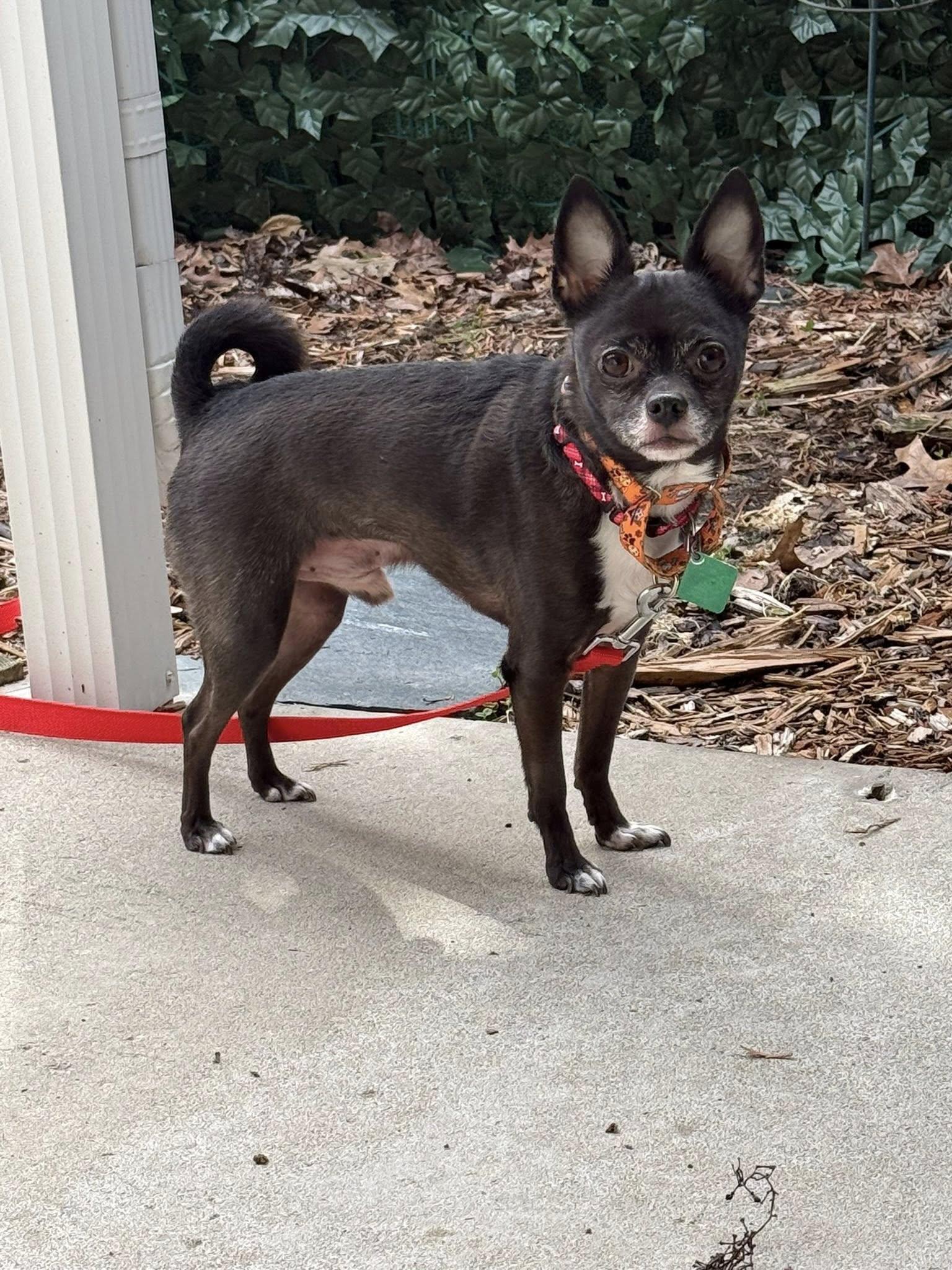 Orie, Adoptable, Adult Male Chihuahua.