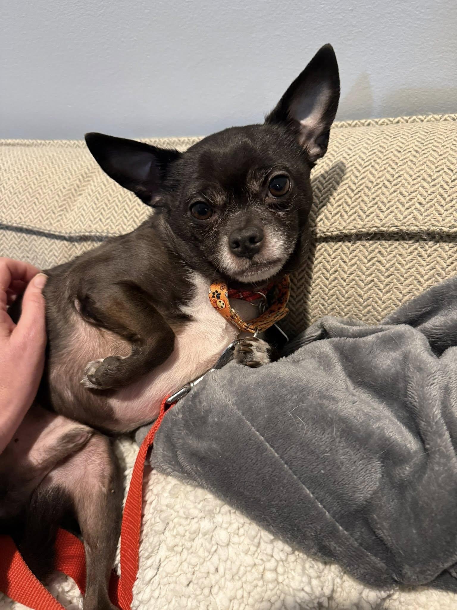 Enlarge Orie, a Adoptable Chihuahua in Oxford, MI image 2/3