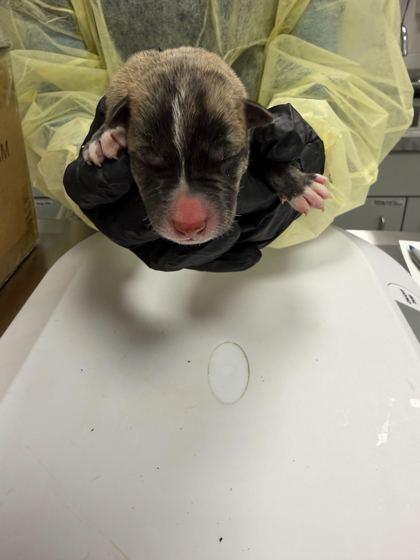 Enlarge Cinnamoroll, a Adoptable mixed breed in Sevierville, TN image 1/1