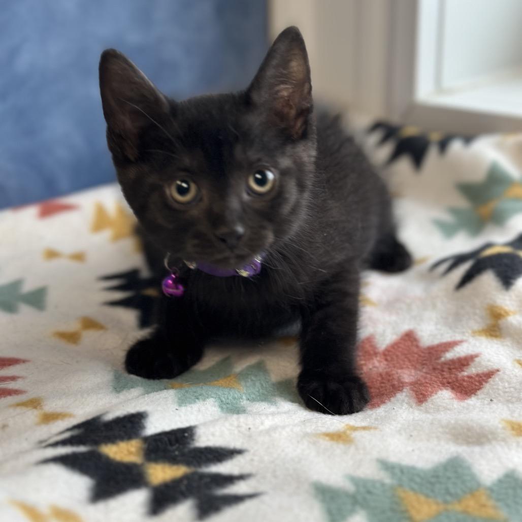 Wren, a ADOPTABLE Domestic Short Hair in Clinton, IL image 2/4