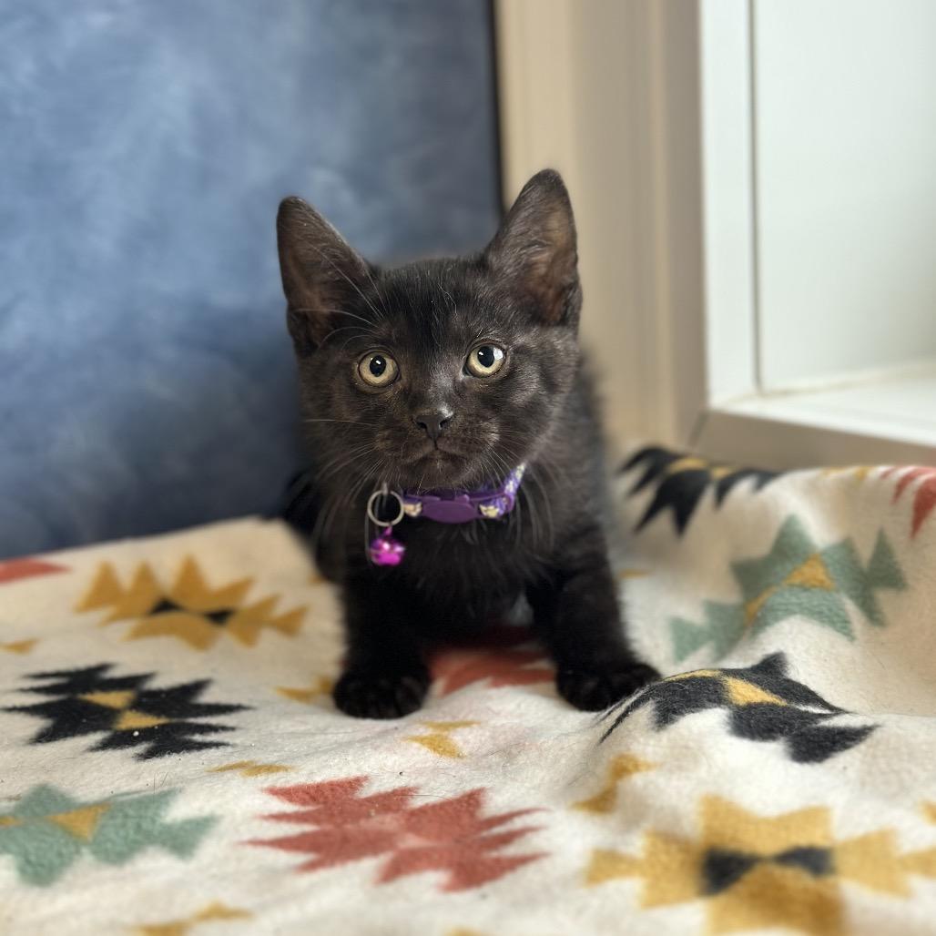 Wren, ADOPTABLE, Young Male Domestic Short Hair.