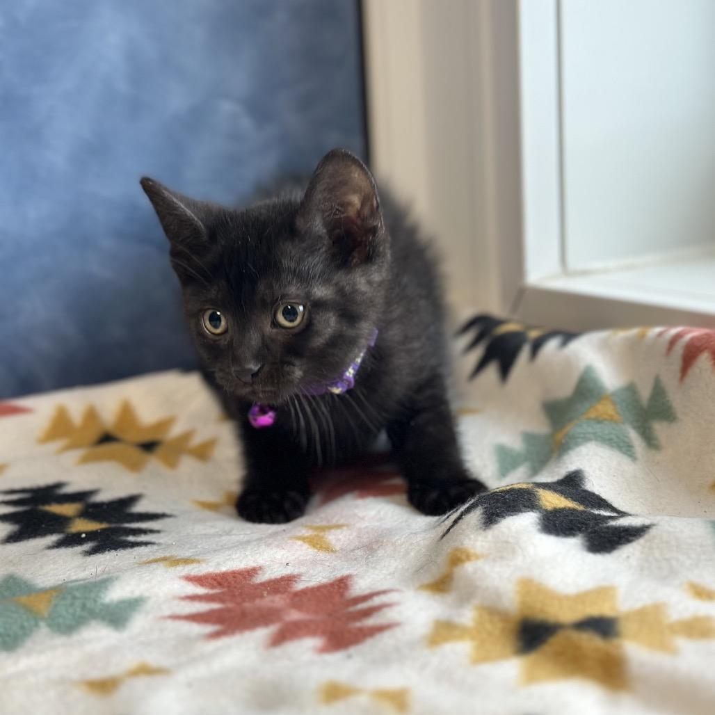 Wren, a ADOPTABLE Domestic Short Hair in Clinton, IL image 3/4