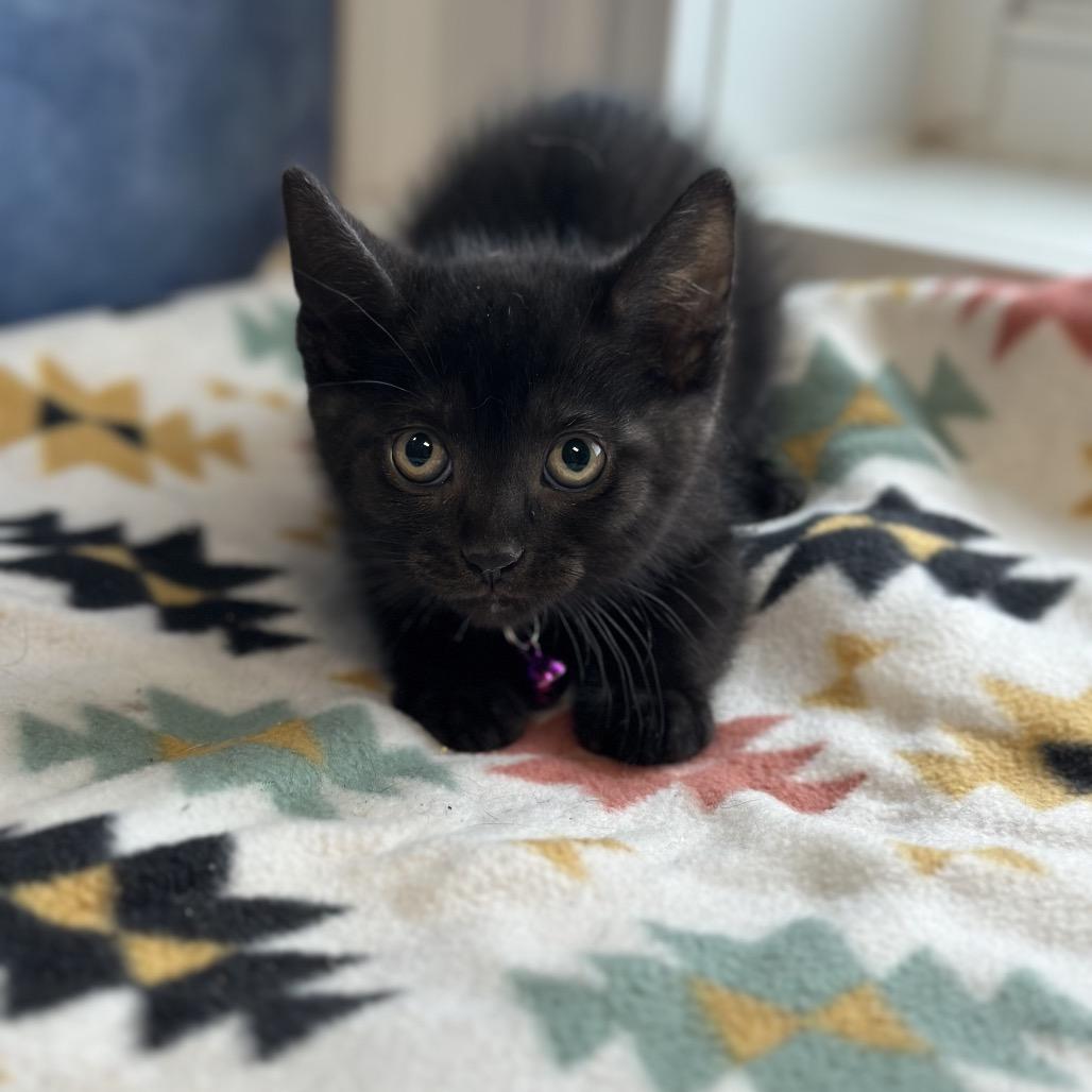 Wren, a ADOPTABLE Domestic Short Hair in Clinton, IL image 4/4