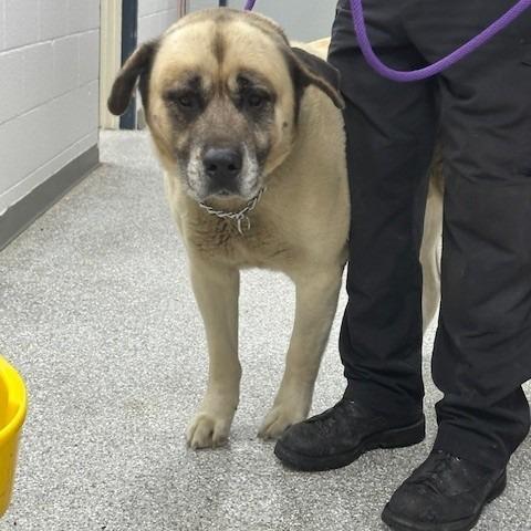 Herc, Adoptable, Senior Male Mastiff.