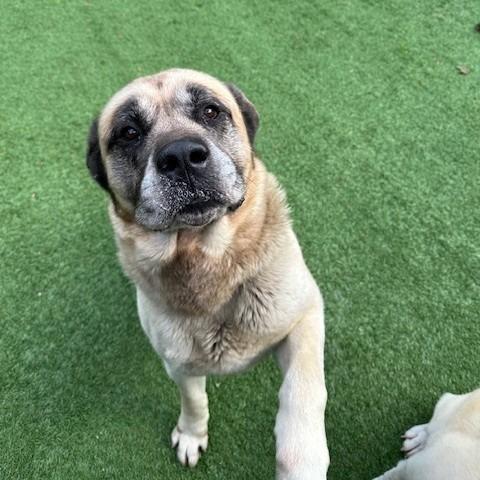 Enlarge Herc, a Adoptable Mastiff in Coos Bay, OR image 2/2