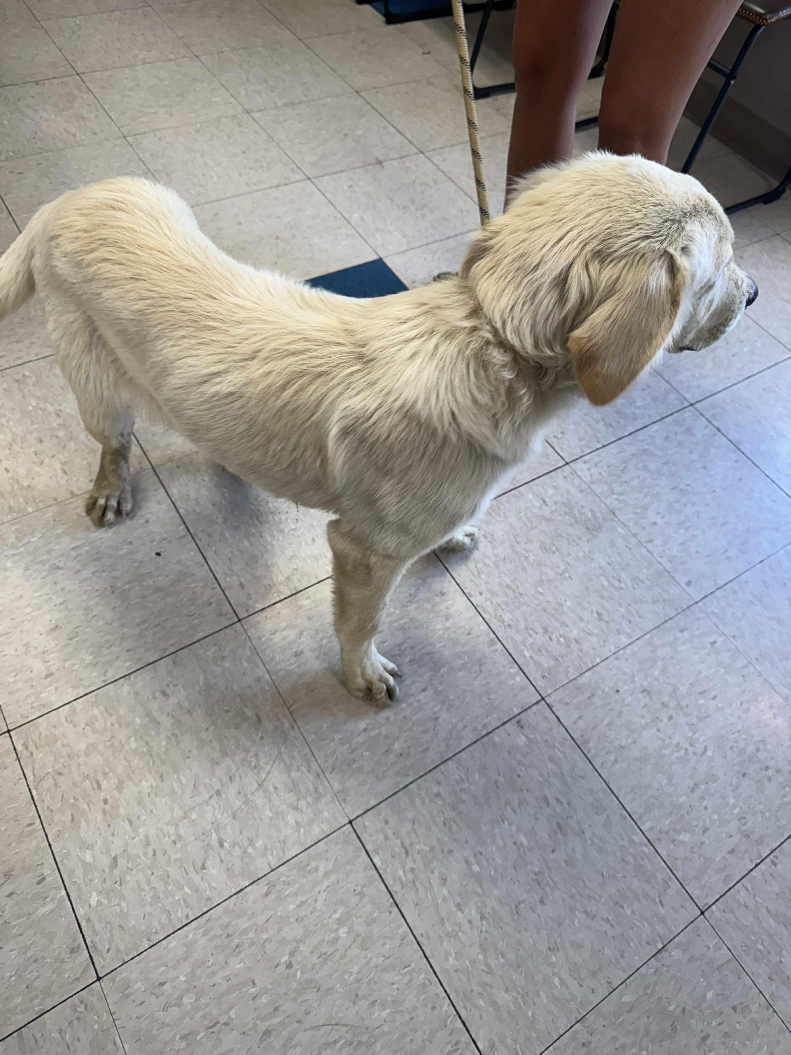 Puddin, Adopted, Young Female Mixed Breed.